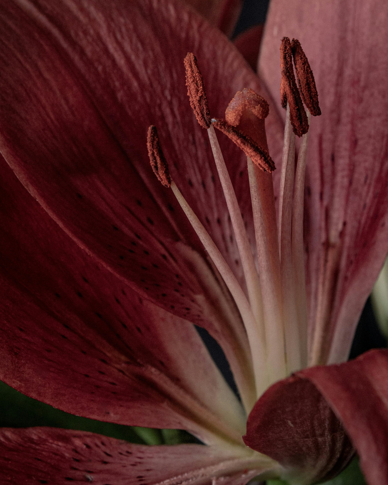 Quand la botanique devient un rituel de beauté intérieure.